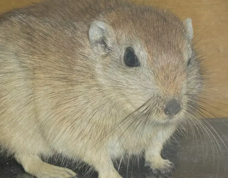 Fette Sandratte