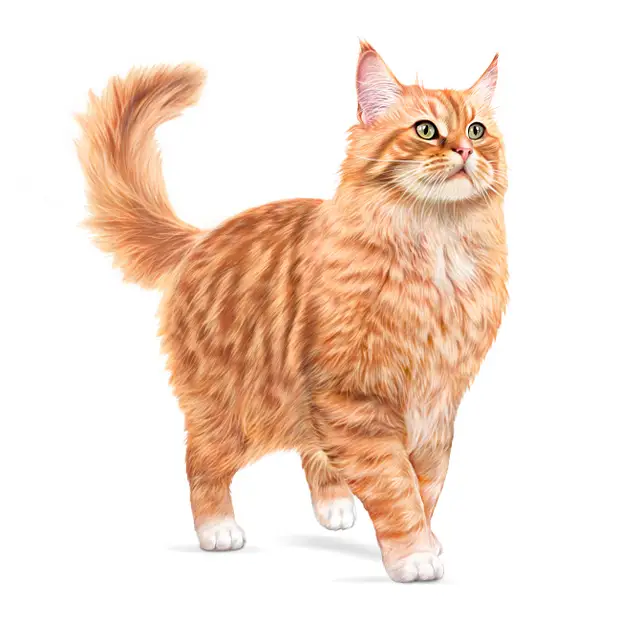 Royal Canin Ageing 11+