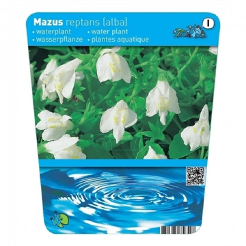 Label of a Mazus reptans 'Alba' aquatic plant with white flowers and green leaves, including a blue water illustration.