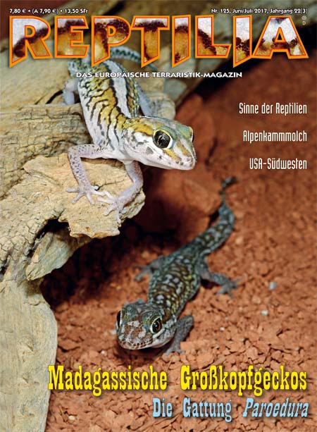 Reptilia 125 - Madagassische Grosskopfgeckos - die Gattung Paroedura