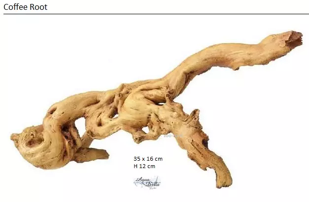 Aqua Della Coffee Root