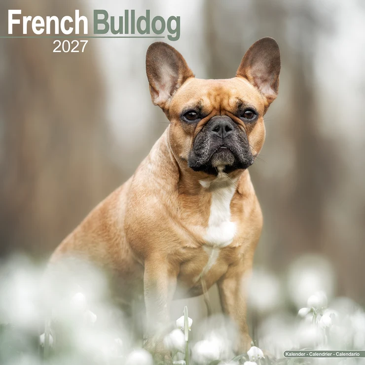 Calendrier 2026 French Bulldog - Bouledogue français