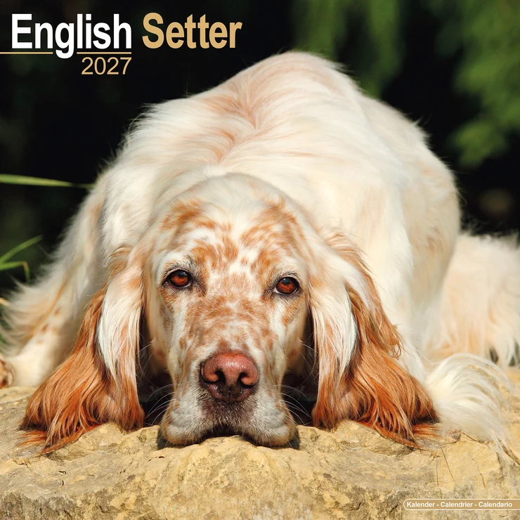 Kalender 2027 English Setter