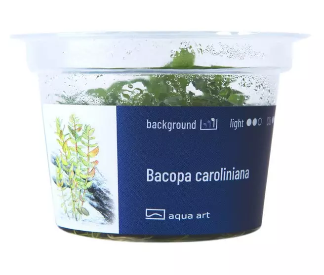 Bacopa Caroliniana Bacopa Caroliniana