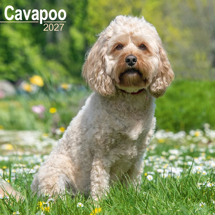 Kalender 2027 Cavapoo