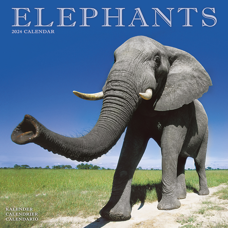 Kalender 2024 Elefanten - Elefant - Elephants