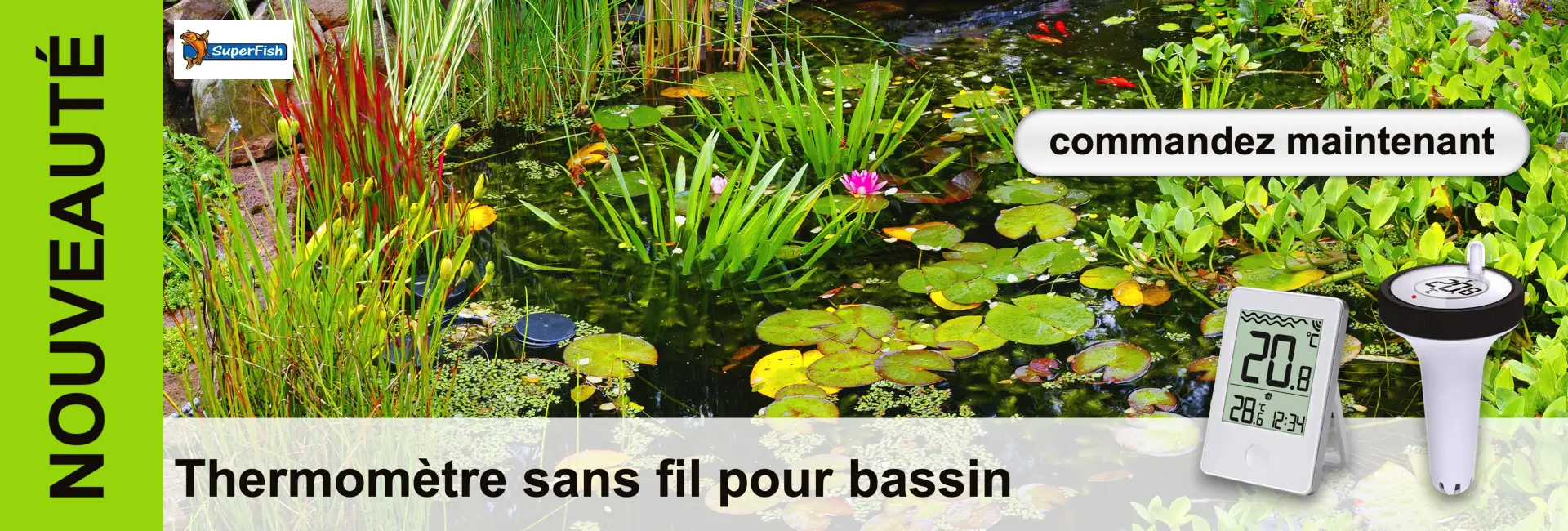 Vue d'un étang avec des nénuphars, des poissons et des plantes ; au premier plan, un thermomètre numérique.