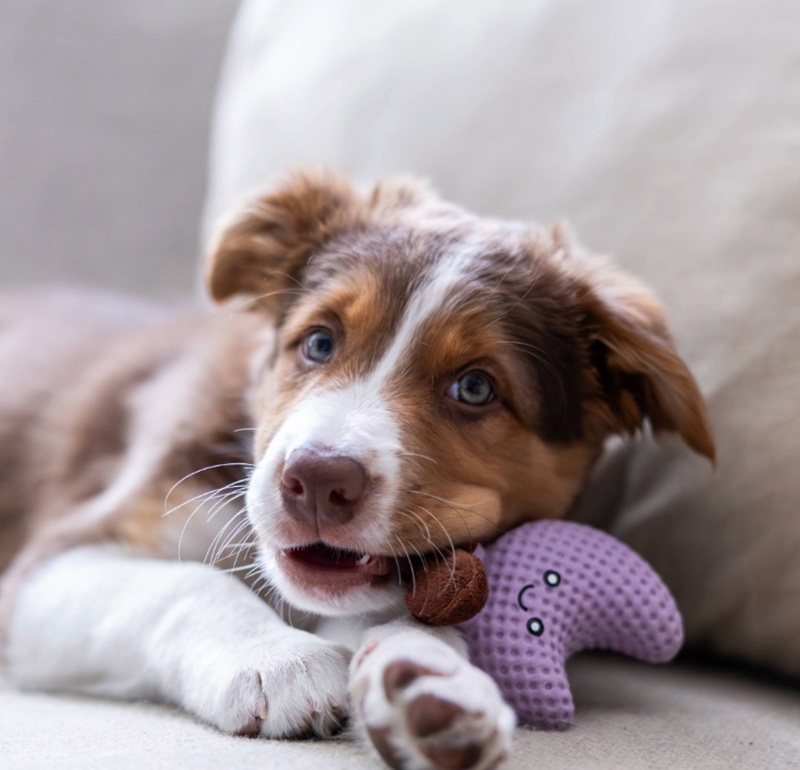 Un chiot brun et blanc aux yeux bleus est allongé, détendu, sur un fond clair et joue avec un jouet pour chiot violet en forme de lune. Ce jouet en latex arbore un visage souriant et est mâchouillé doucement. Son regard est curieux.