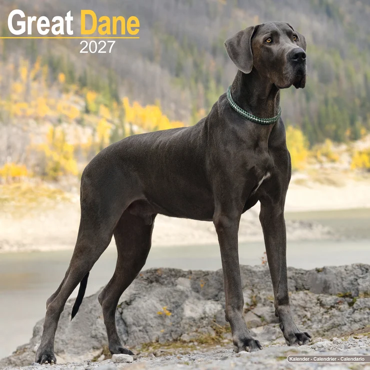 Calendrier 2025 Deutsche Dogge - Great Dane
