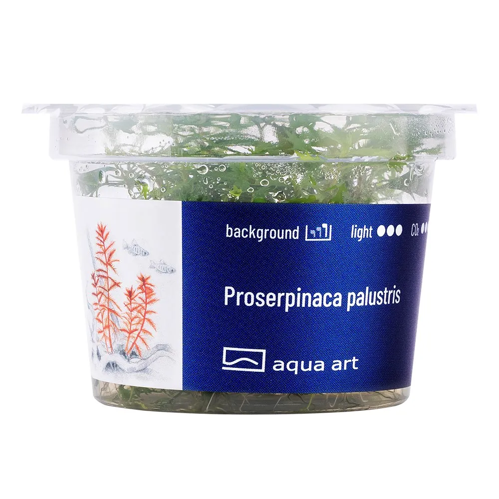 Proserpinaca palustris Proserpinaca palustris