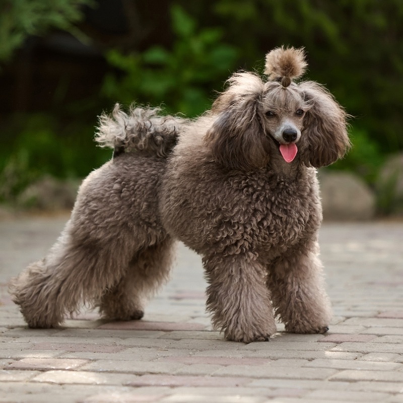Ein Königspudel mit üppigem, gelocktem Fell steht auf einem gepflasterten Weg. Seine Zunge ist leicht zu sehen.