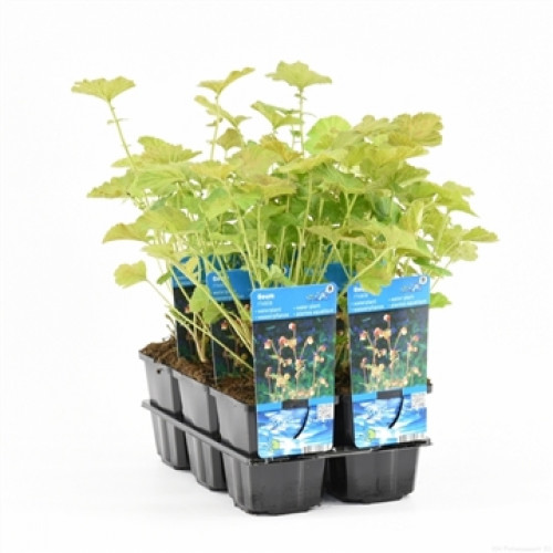 Ein Setzkasten mit mehreren Wasserpflanzen mit grünen Blättern und blauen Etiketten.