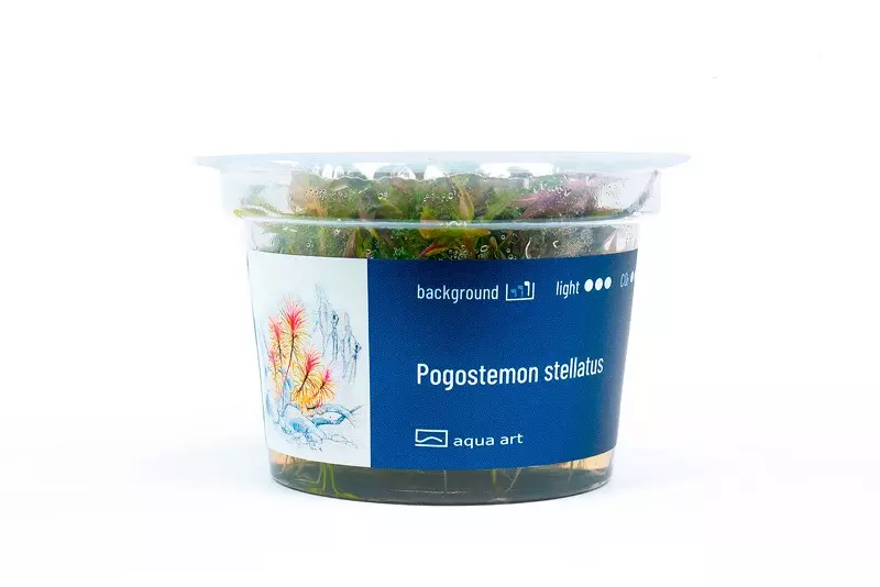 Pogostemon stellatus (plante étoilée)