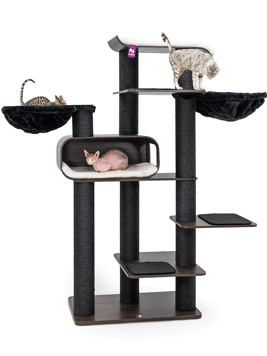 petrebels-virgo-200-wenge petrebels-virgo-200-wenge