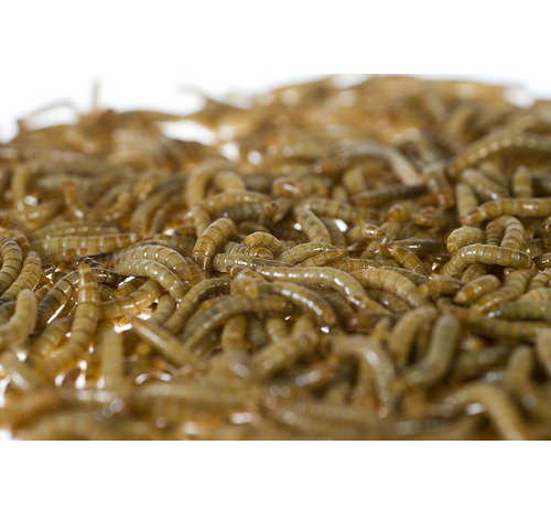Mealworms (Tenebrio molitor) 
