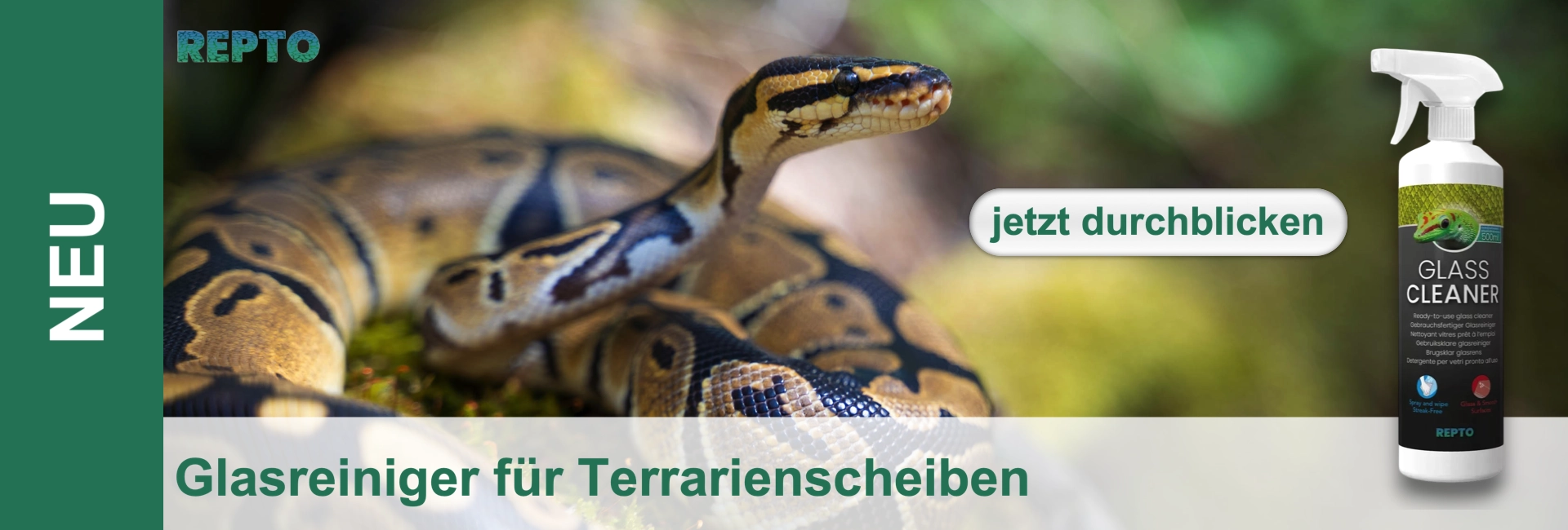 Ein Königspython mit gelb-schwarzer Zeichnung schlängelt sich durch unscharfes grünes Laub. Rechts steht eine weiße Sprühflasche REPTTO GLASS CLEANER mit Gecko-Symbol. Text wirbt: "Glasreiniger für Terrarienscheiben" – "jetzt durchblicken".