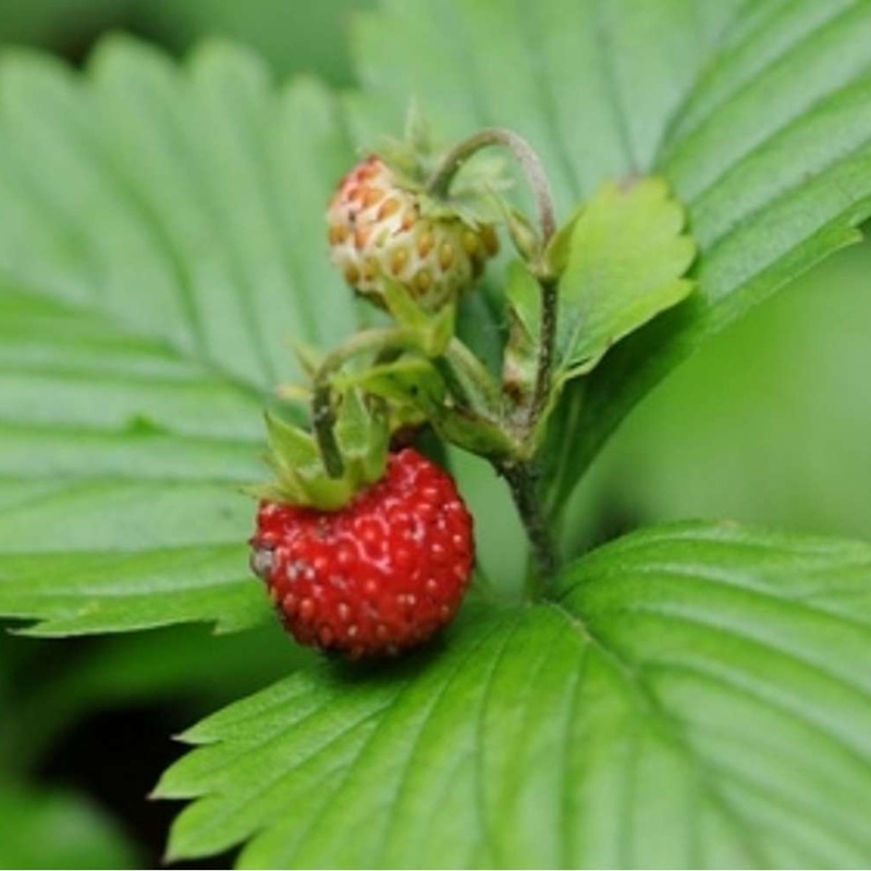 Eine reife, leuchtend rote Walderdbeere mit sichtbaren Samen hängt am Stiel über einem großen grünen Blatt. Darüber eine kleinere, unreife, hellgrün-gelbliche Erdbeere. Gerippte grüne Blätter umrahmen alles, Hintergrund unscharf.