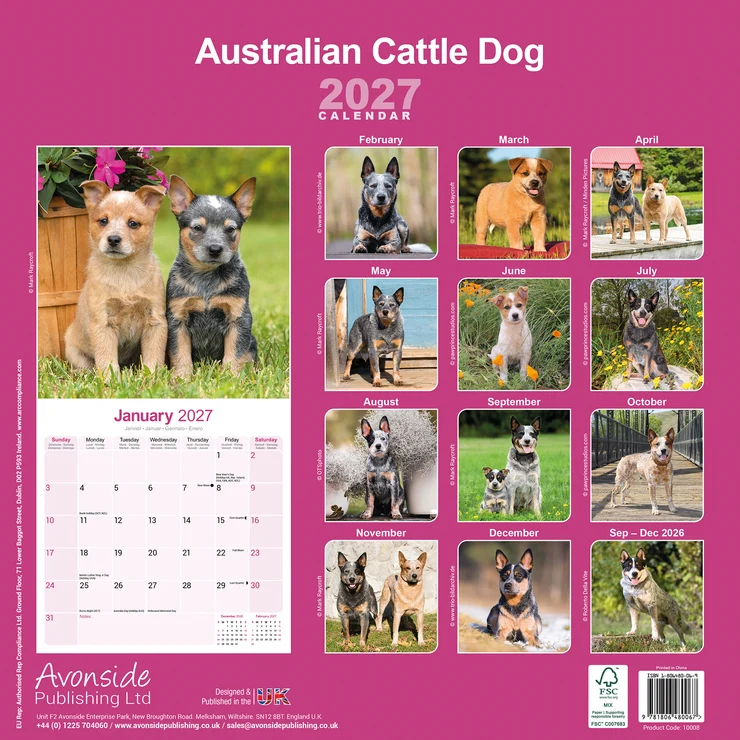 Kalender 2027 Australian Cattle Dog