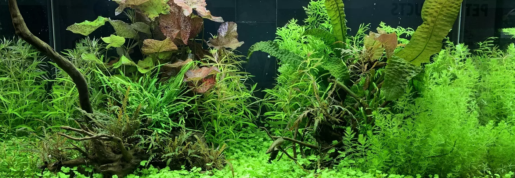 Aquarium Aquarium