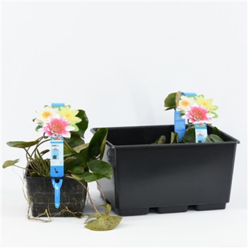 Nénuphars dans un panier noir et un bac noir sur un fond blanc.