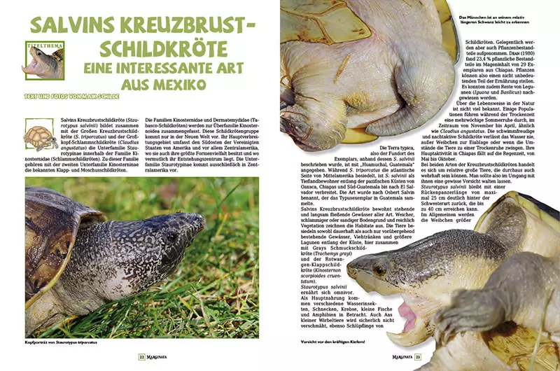 marginata-47-schildkroeten-mexikos-3 Marginata 47 - Schildkröten Mexikos