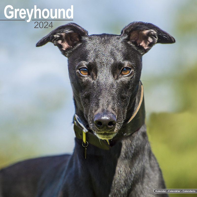Kalender 2024 Greyhound