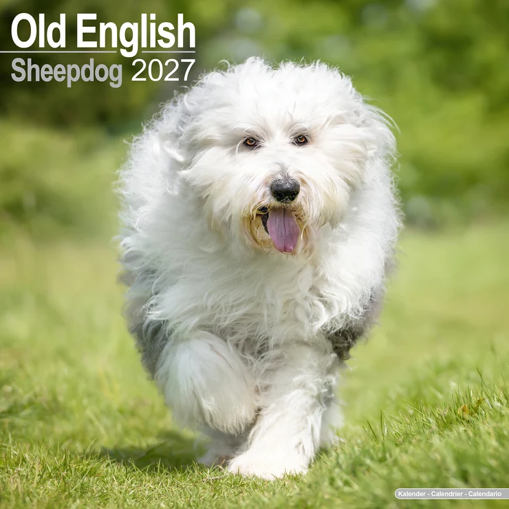 Calendario 2026 Bobtail - Cane da pastore inglese antico