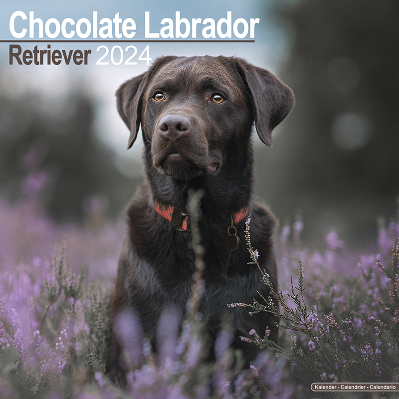 Calendar 2024 Labrador Retriever brown (Chocolate)