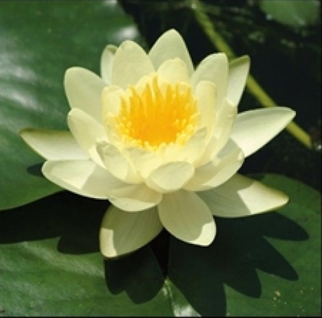 Teichpflanzen - Seerose Chormatella - gelb