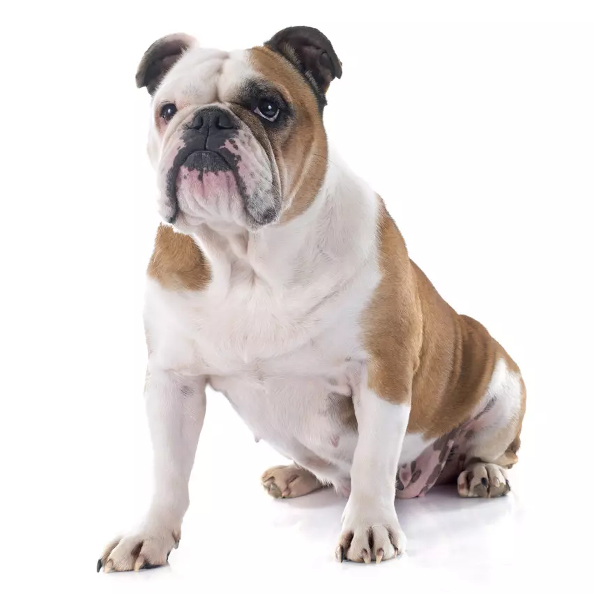 Bouledogue anglais