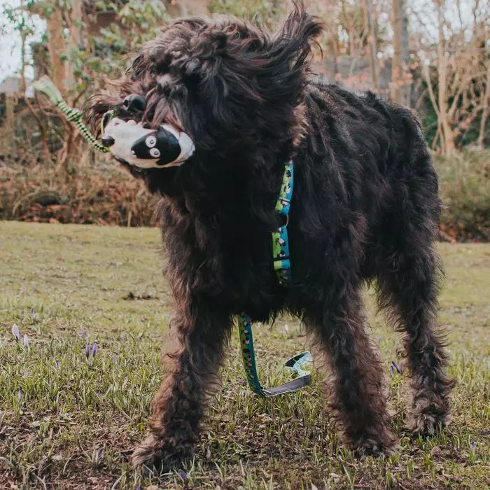 Woody the Sheep mit Hund