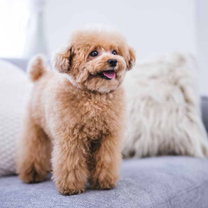 Ein Kleinpudel mit lockigem Fell steht auf einem grauen Sofa.