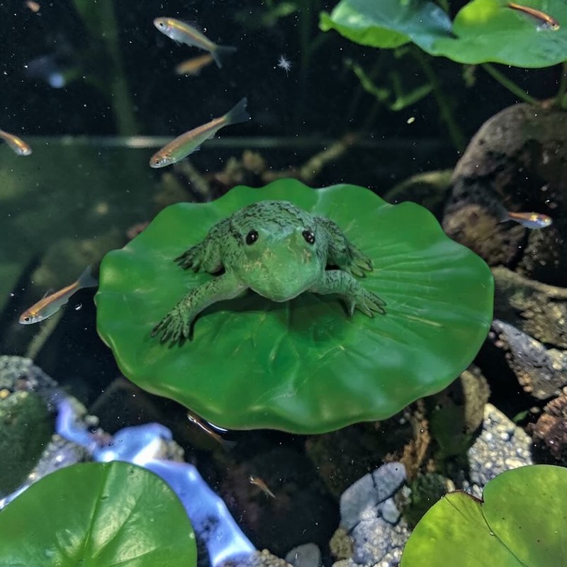 Frosch auf Seerosenblatt