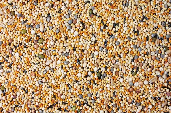 Keimfutter Wellensittich 1kg