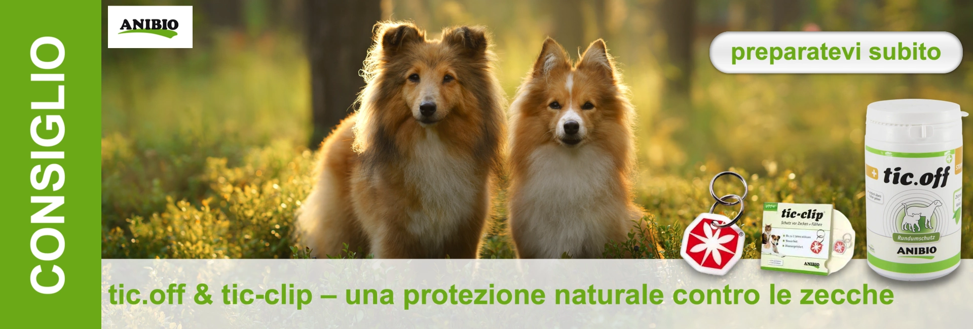 Due Shetland Sheepdog a pelo lungo dal manto bianco e fulvo sono seduti uno accanto all'altro in una radura soleggiata. Il loro manto risplende in controluce mentre guardano attentamente verso la fotocamera. In primo piano: tic.off, tic-clip.