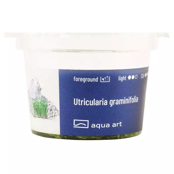 Utricularia graminifolia Invitro Aquariumpflanze