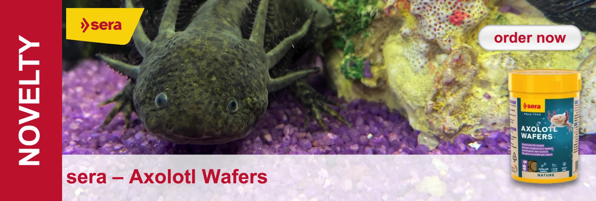 An axolotl in an aquarium, surrounded by purple stones and colourful decorations. On the right is a tin of Sera axolotl wafers.