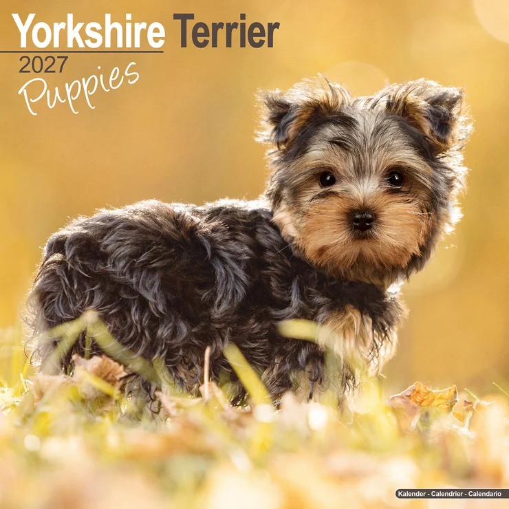 Kalender 2027 Yorkshire Terrier - Yorkie - Welpen