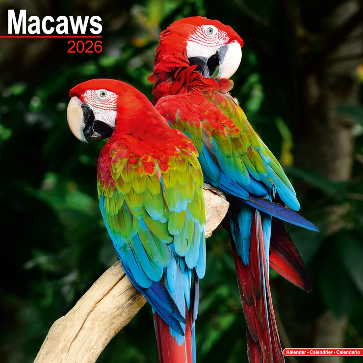 Kalender 2026 Ara - Aras - Macaws