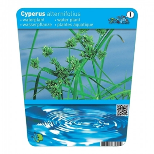Etikett für Zypergras (Cyperus alternifolius) mit grünen Blättern und Blütenständen vor blauem Hintergrund, Wasserwellen unten.