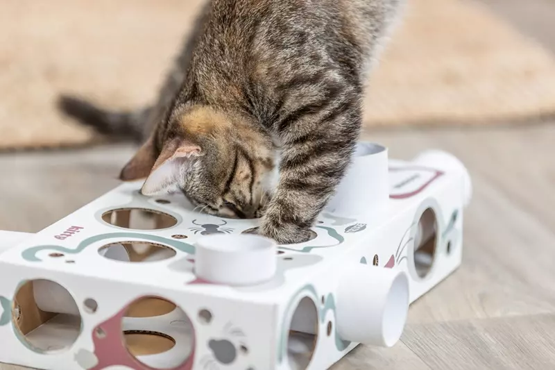 Cat Activity Paws 'n'Treat Box