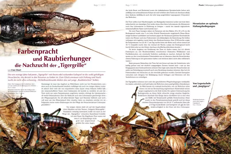 bugs-01-goliathkaefer-bunte-giganten-5 Bugs Nr. 01 - Goliathkäfer bunte Giganten