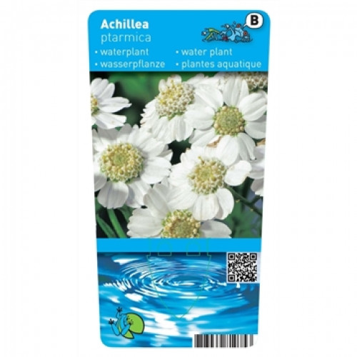 Label for water plant yarrow with white flowers and yellow centre, below illustration of water with waves.