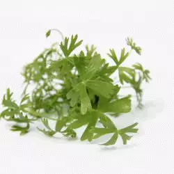Dennerle Ranunculus inundatus