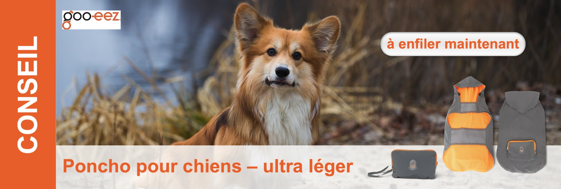 Un chien Corgi brun avec des accents blancs pose à côté d'un poncho gris pour chien avec des accents orange.