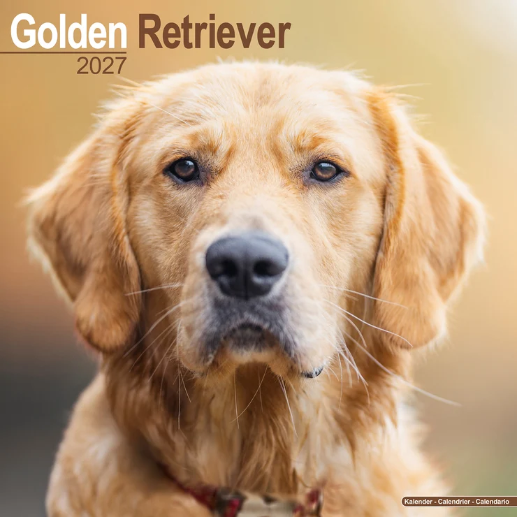 Kalender 2027 Golden Retriever