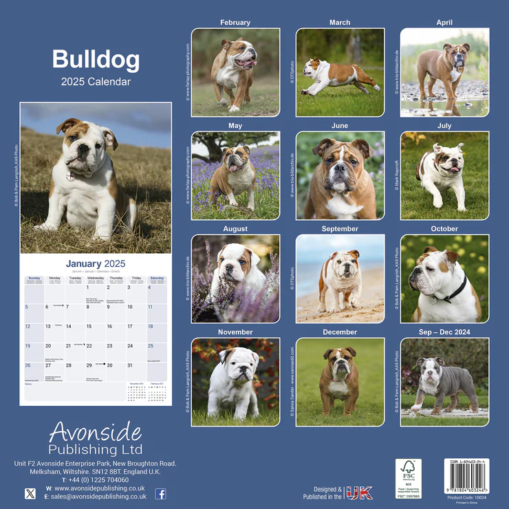 Calendrier 2025 Bulldog - Bulldog Anglais Calendrier 2025 Bulldog - Bulldog Anglais
