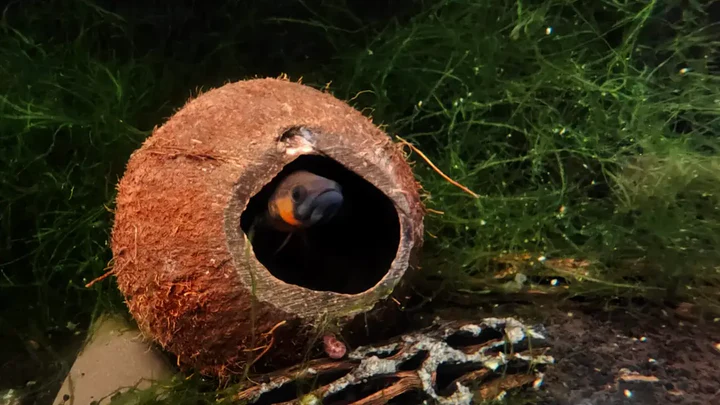 Ein dunkler Zierfisch mit orange-rotem Wangenfleck blickt neugierig aus dem Eingang einer braunen Kokosnusshöhle. Die faserige Schale dient als Versteck und liegt auf dunklem Bodengrund, umgeben von grünem Moos im Aquarium.