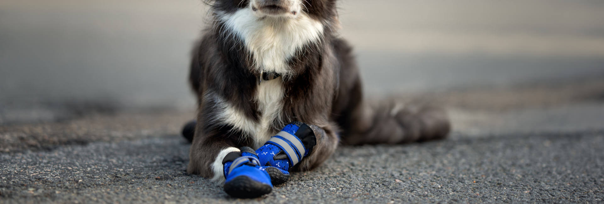 Hunde Pfotenschutzschuhe