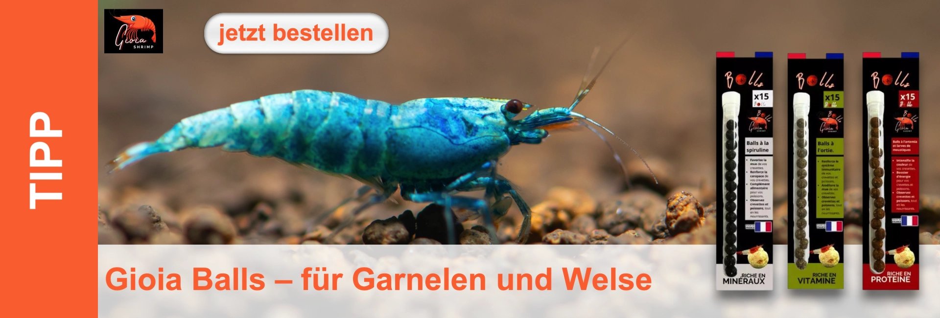 Eine leuchtend blaue Garnele auf dunklem Kies, daneben Produktverpackungen mit Kügelchen, Werbebanner mit Schriftzug.